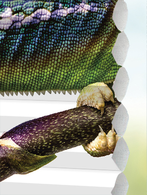 Stoff Plissee Ma&szlig;anfertigung DUETTE® Acosta 12.449